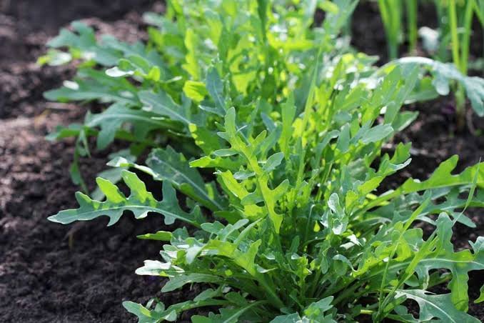 roquette