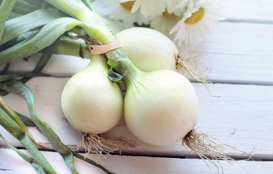 oignon blanc