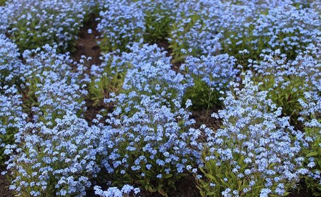 myosotis