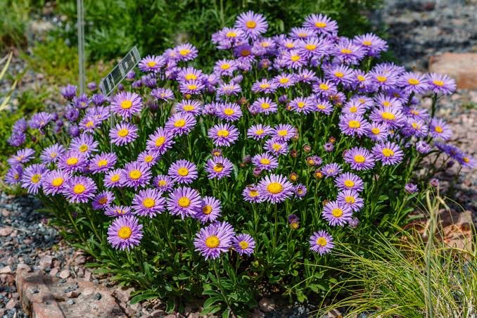 asters