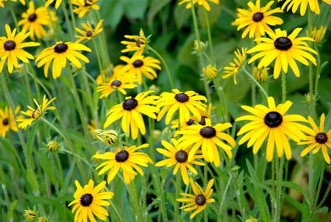 rudbeckias