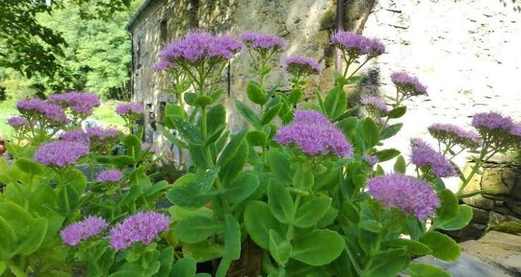 sedums ou orpins