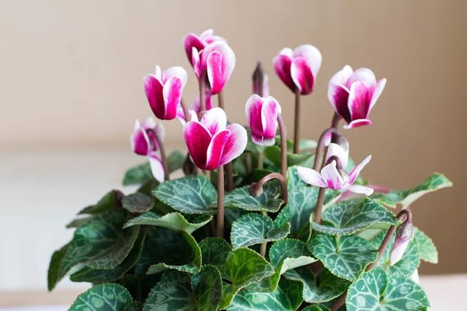 cyclamens