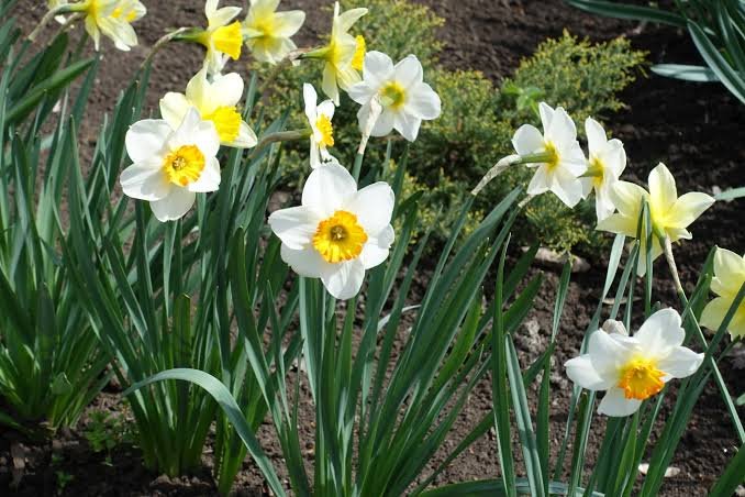 narcisses