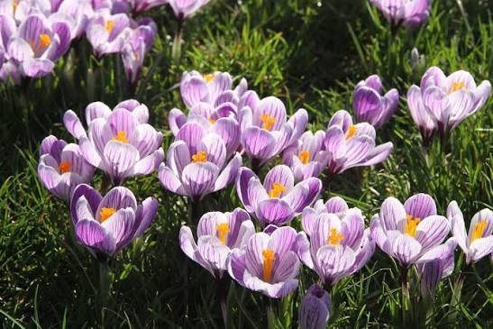 crocus