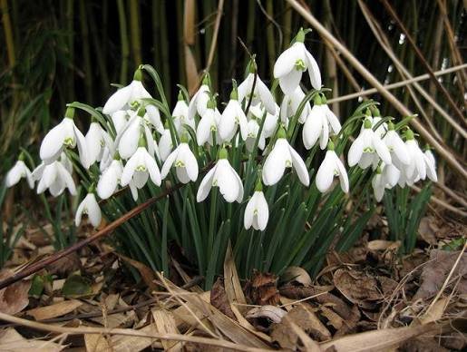 perce-neige