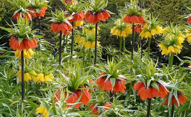 fritillaires