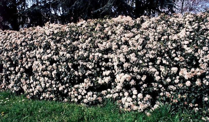 arbustes persistants pour structurer le jardin